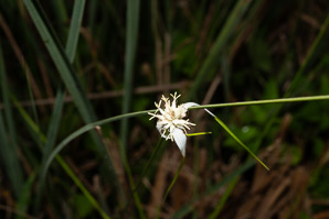 Rhynchospora colorata (starrush whitetop, narrowleaf whitetop sedge, star sedge, white beak-sedge, whitetop sedge)