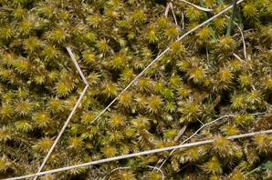 Rhytidiadelphus triquetrus (rough goose neck moss, electrified cat tail moss)