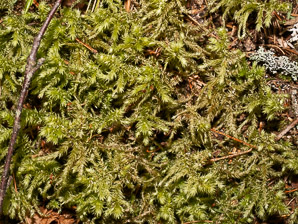 Rhytidiadelphus triquetrus (rough goose neck moss, electrified cat tail moss)