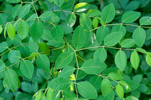 Robinia pseudoacacia (black locust)