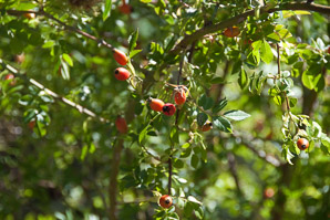 Rosa rubiginosa (sweetbriar, sweet brier, eglantine, sweetbriar rose)