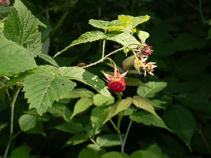 Rubus idaeus (wild raspberry, American red raspberry)
