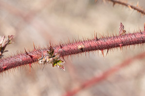 Rubus phoenicolasius (wineberry, wine raspberry, Japanese wineberry)