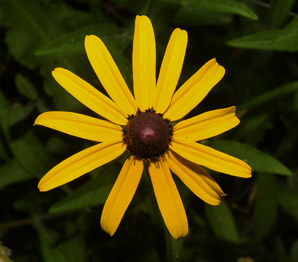 Rudbeckia hirta (black-eyed Susan, blackeyed Susan)