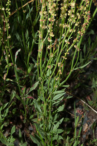 Rumex acetosella (red sorrel, sheep sorrel, sour weed, field sorrel, common sheep sorrel)