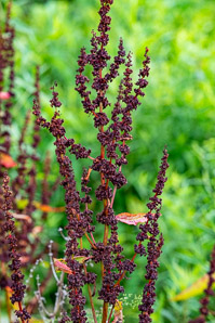 Rumex obtusifolius (bitter dock, broad-leaved dock)