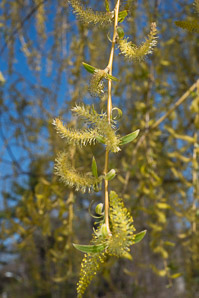 Salix babylonica (weeping willow)