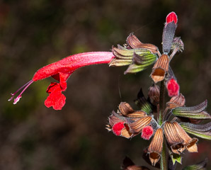 Salvia coccinea (tropical sage, blood sage)