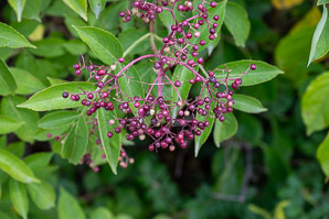 Sambucus nigra (elderberry, American elderberry, common elderberry, black elderberry, American black elderberry)