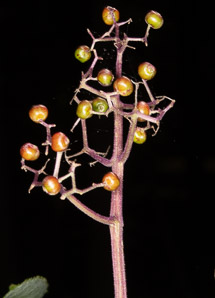 Sambucus nigra (elderberry, American elderberry, common elderberry, black elderberry, American black elderberry)