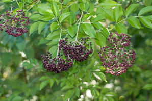 Sambucus nigra (elderberry, American elderberry, common elderberry, black elderberry, American black elderberry)