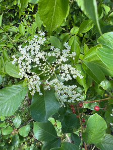 Sambucus nigra (elderberry, American elderberry, common elderberry, black elderberry, American black elderberry)