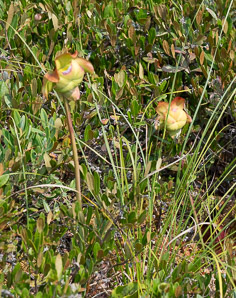 Sarracenia purpurea (purple pitcher plant, American pitcher plant, northern pitcher plant, purple pitcherplant)
