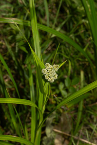Scirpus atrovirens (green bulrush, dark-green bulrush, dark-green bullrush)