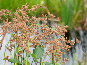 Scirpus microcarpus (barberpole sedge, panicled bulrush)
