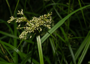 Scirpus pendulus (pendulous bulrush, rufous bulrush, nodding bulrush)