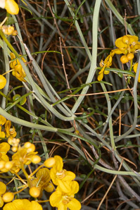Senna armata (spiny senna, desert senna, desertsenna)