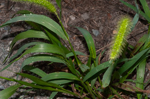 Setaria viridis (green foxtail, green bristlegrass)