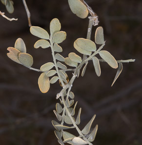 Simmondsia chinensis (jojoba, pignut, goat nut, deer nut, wild hazel, quinine nut, coffeeberry, goat-nut, coffee bush, quinine plant)