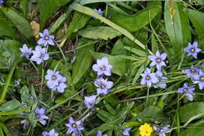 Sisyrinchium angustifolium (blue-eyed grass, narrow-leaved blue-eyed grass, narrowleaf blue-eyed grass)
