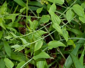 Smilax herbacea (smooth carrion flower, carrion vine, herbaceous carrion flower, smooth herbaceous greenbrier, smooth carrionflower)