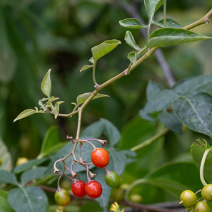 Solanum dulcamara (bittersweet, bittersweet nightshade, blue bindweed, climbing nightshade)