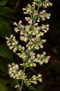 Solidago bicolor (silverrod, white goldenrod)