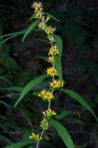 Solidago caesia (wreath goldenrod, blue-stemmed goldenrod, early goldenrod)