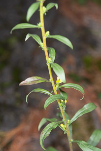 Solidago caesia (wreath goldenrod, blue-stemmed goldenrod, early goldenrod)