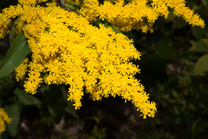 Solidago juncea (early goldenrod)