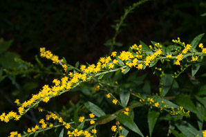 Solidago nemoralis (gray goldenrod, field goldenrod)