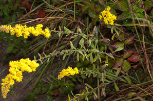 Solidago nemoralis (gray goldenrod, field goldenrod)