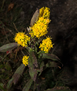 Solidago puberula (downy goldenrod)