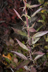 Solidago puberula (downy goldenrod)