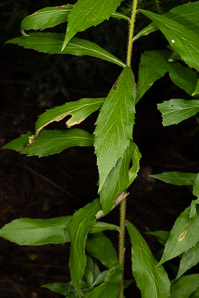 Solidago rugosa (rough-stemmed goldenrod, wrinkleleaf goldenrod)