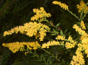 Solidago rugosa (rough-stemmed goldenrod, wrinkleleaf goldenrod)