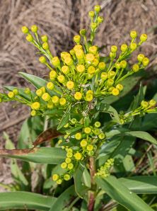 Solidago sempervirens (seaside goldenrod, salt-marsh goldenrod)