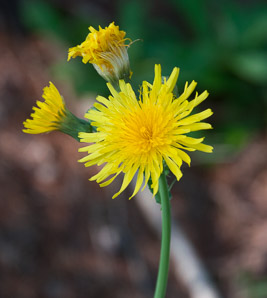 Sonchus oleraceus (sow thistle, common sowthistle, smooth sow thistle, annual sow thistle, puha, hare’s colwort, hare’s thistle, milky tassel, milk thistle, soft thistle, common sow thistle)