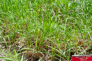 Sorghastrum nutans (Indian grass, indiangrass)