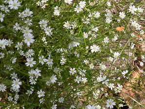 Stellaria graminea (grass-leaf starwort, grass-like starwort, little starwort, common stitchwort, grassleaf starwort)