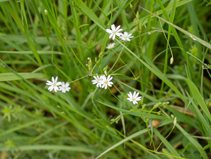 Stellaria graminea (grass-leaf starwort, grass-like starwort, little starwort, common stitchwort, grassleaf starwort)