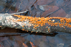 Stereum complicatum (orange crust fungus)