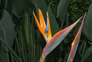 Strelitzia reginae (bird of paradise, bird-of-paradise, crane flower)