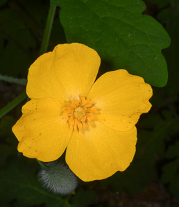 Stylophorum diphyllum (yellow wood poppy, celandine poppy)