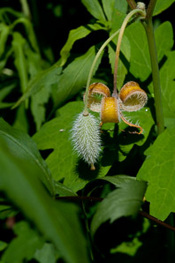 Stylophorum diphyllum (yellow wood poppy, celandine poppy)