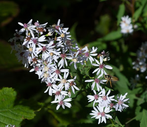 Symphyotrichum cordifolium (heart-leaved aster, broad-leaved aster, common blue wood aster)