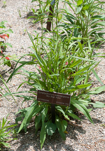 Symphyotrichum oolentangiense (sky blue aster, skyblue aster)