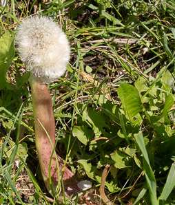 Taraxacum officinale (common dandelion, dandelion)