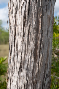 Taxodium ascendens (pond cypress, pondcypress)
