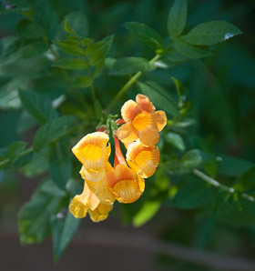 Tecoma stans (trumpet flower, yellow bells, yellow trumpetbush)